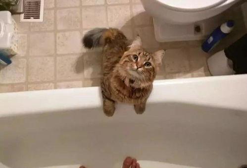 猫上厕所视频,揭秘猫咪上厕所的趣味瞬间