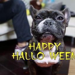 万圣节玩具视频,惊悚与欢乐交织的奇幻之旅