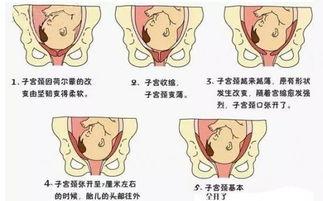 胎儿入盆视频观看,直观视频带你了解孕期关键时刻